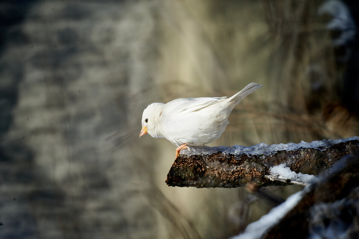 Белый воробей(Город Белгород) - Александр Леонов
