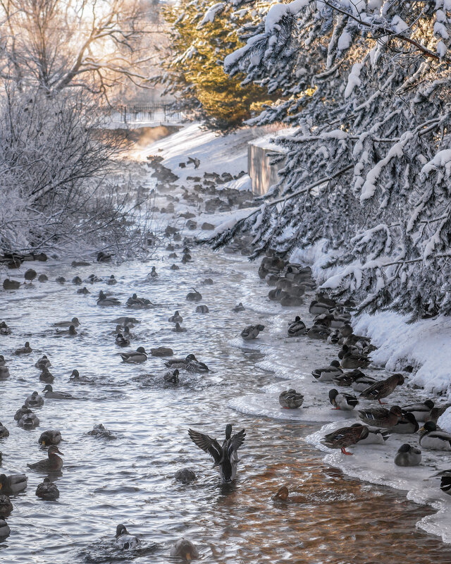 Про Питер - Владимир Колесников