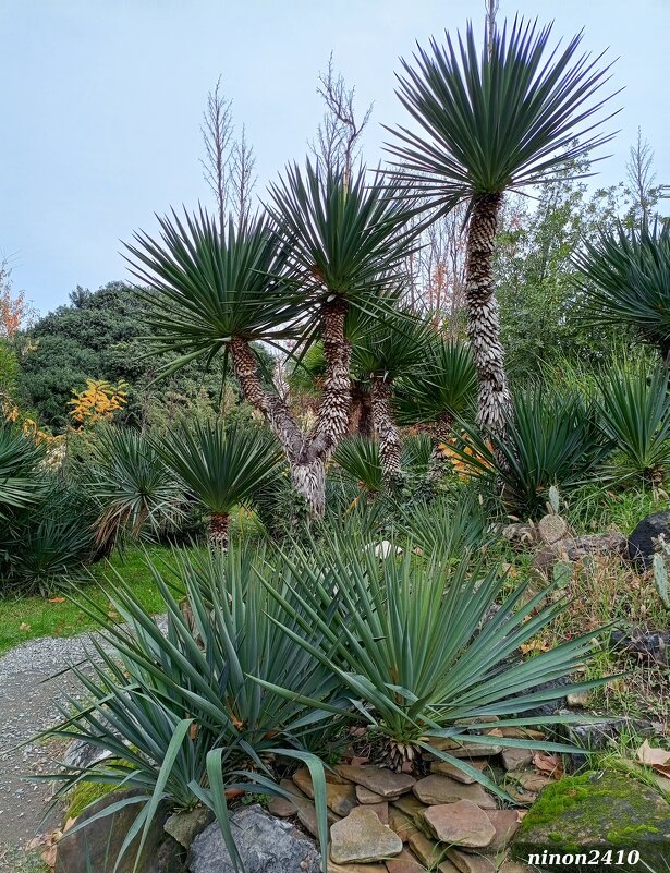 Адлер. Дендропарк "Южные культуры" - Нина Бутко Адлер. Дендропарк "Южные культуры" - Нина Бутко
