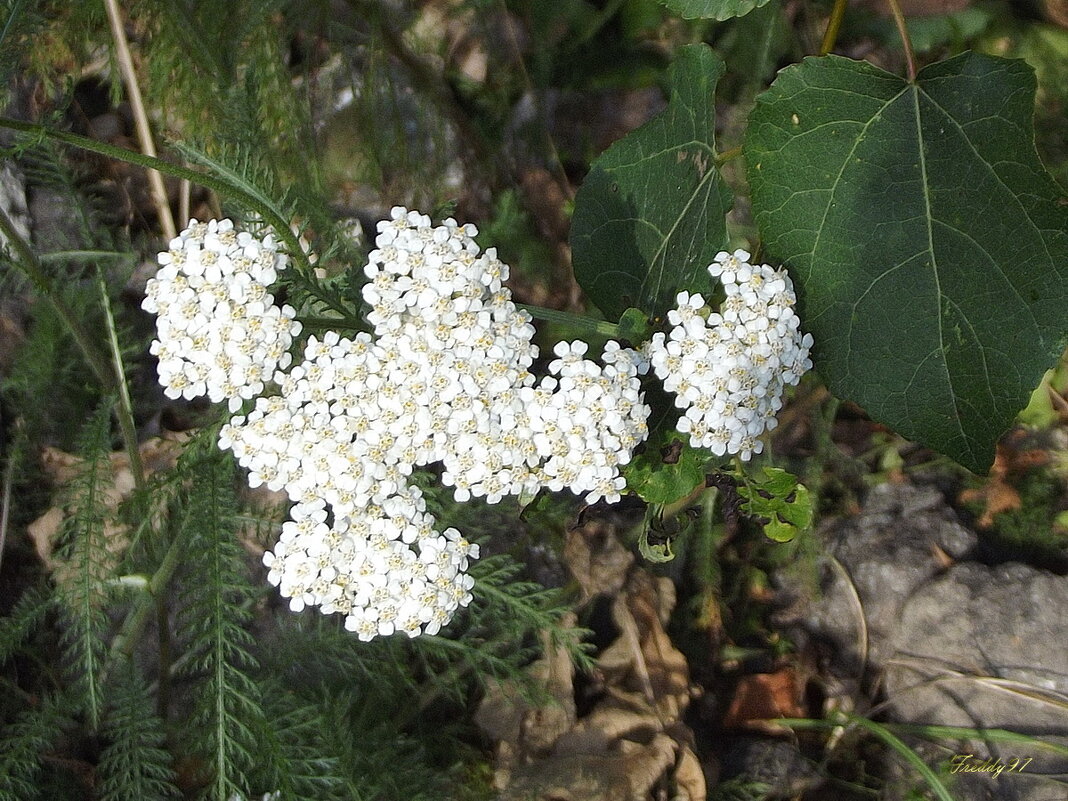 Тысячелистник - Freddy 97