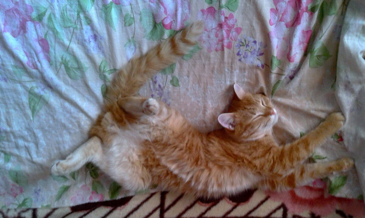 Рыжик отдыхает. - сергей ермошкин Рыжик отдыхает. - сергей ермошкин