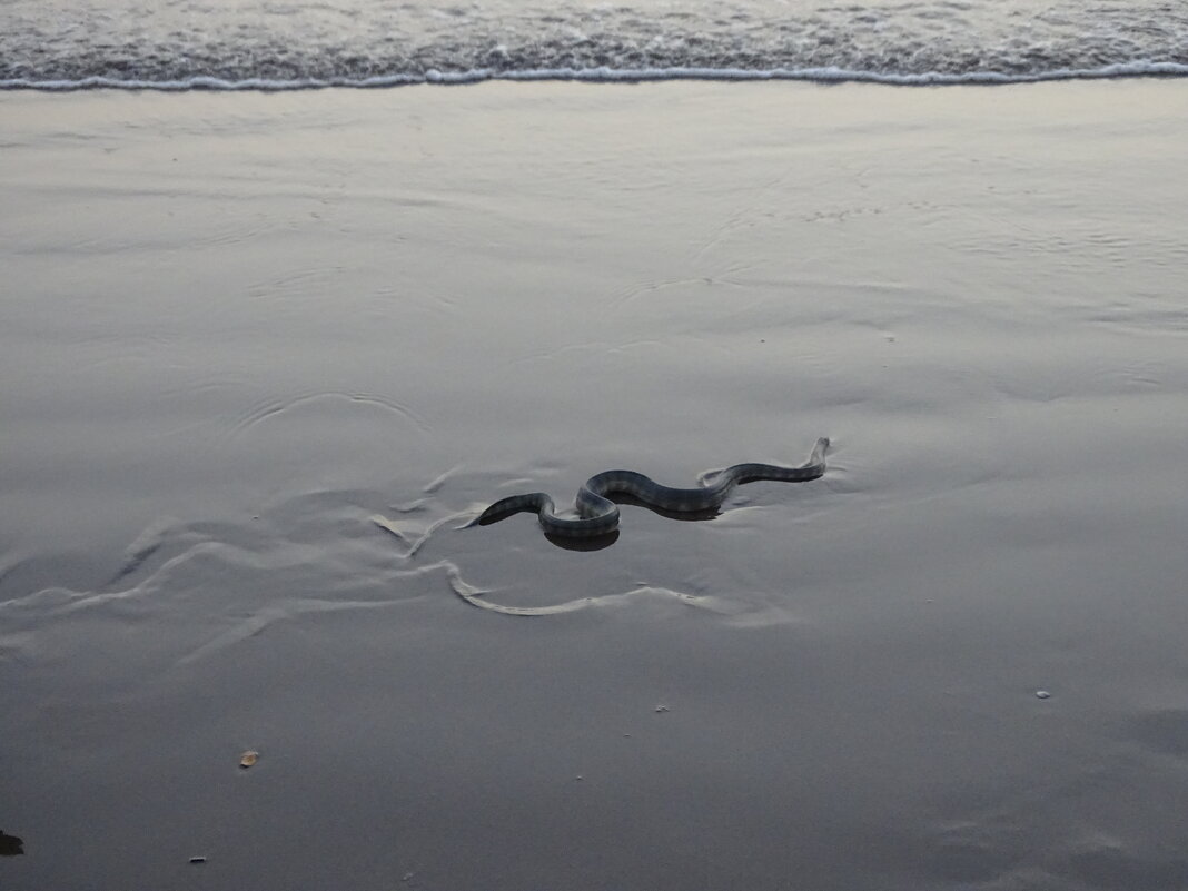 Это Гоа, детка! - Павел Трунцев Это Гоа, детка! - Павел Трунцев