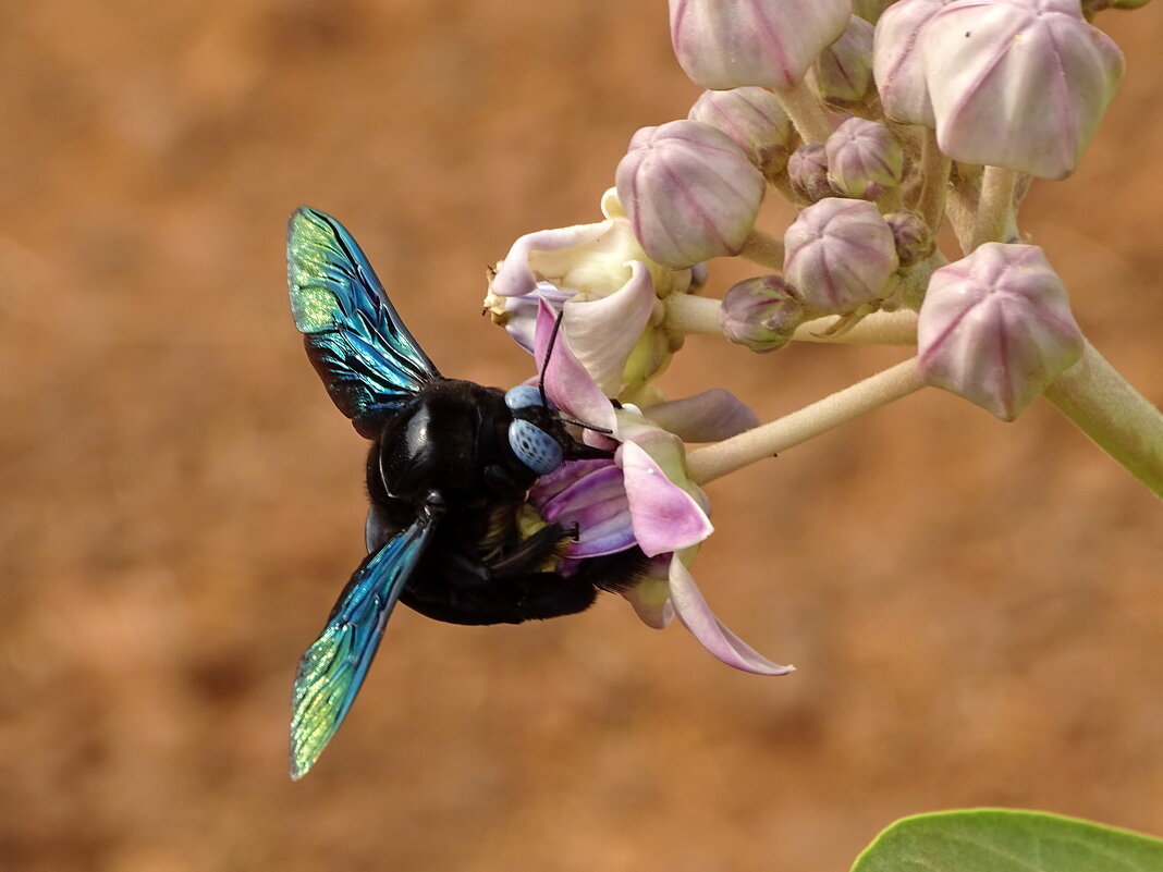 Пчела-плотник - Павел Трунцев