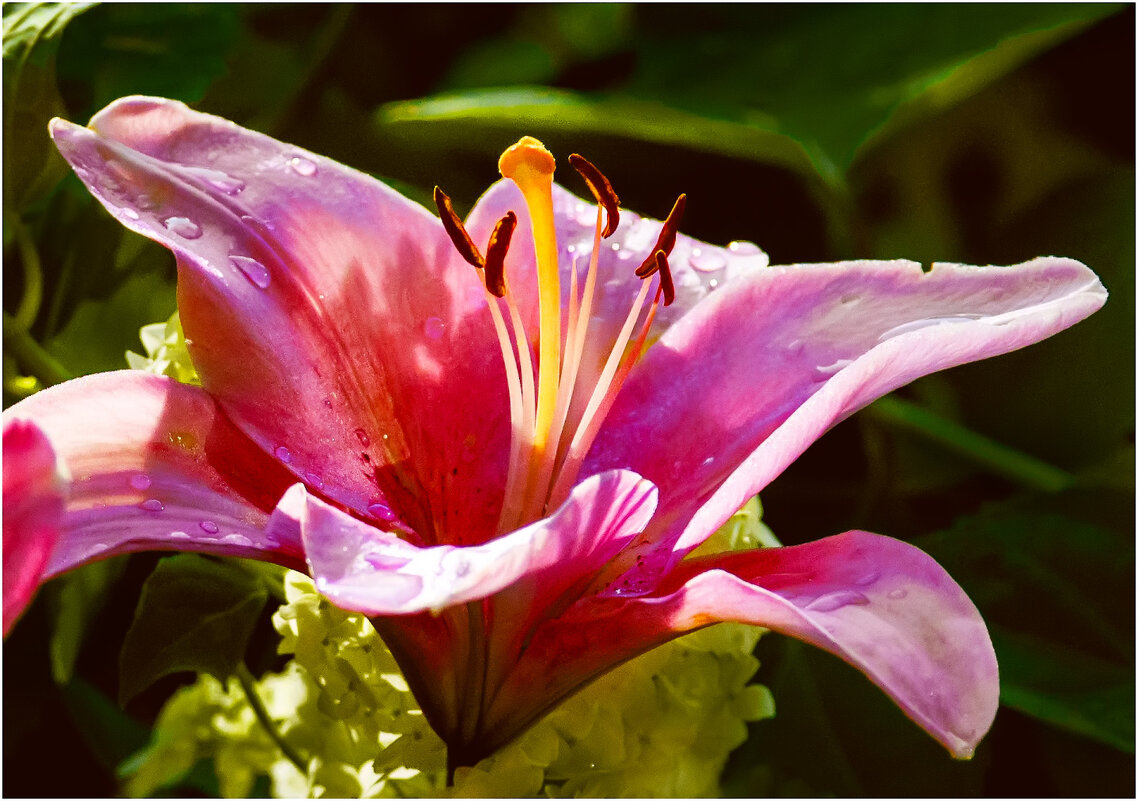 Дачная - Валентин Котляров