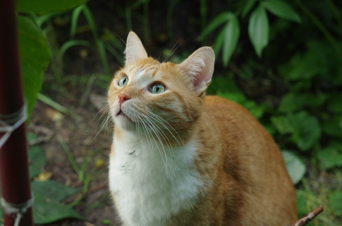 Удивление - Сергей Швечков