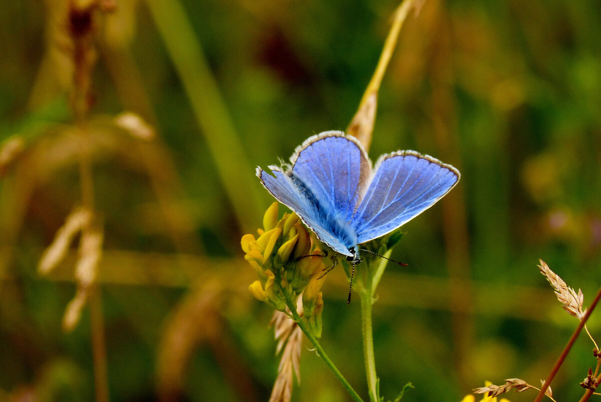 опять про бабочек 353 - Александр Прокудин опять про бабочек 353 - Александр Прокудин