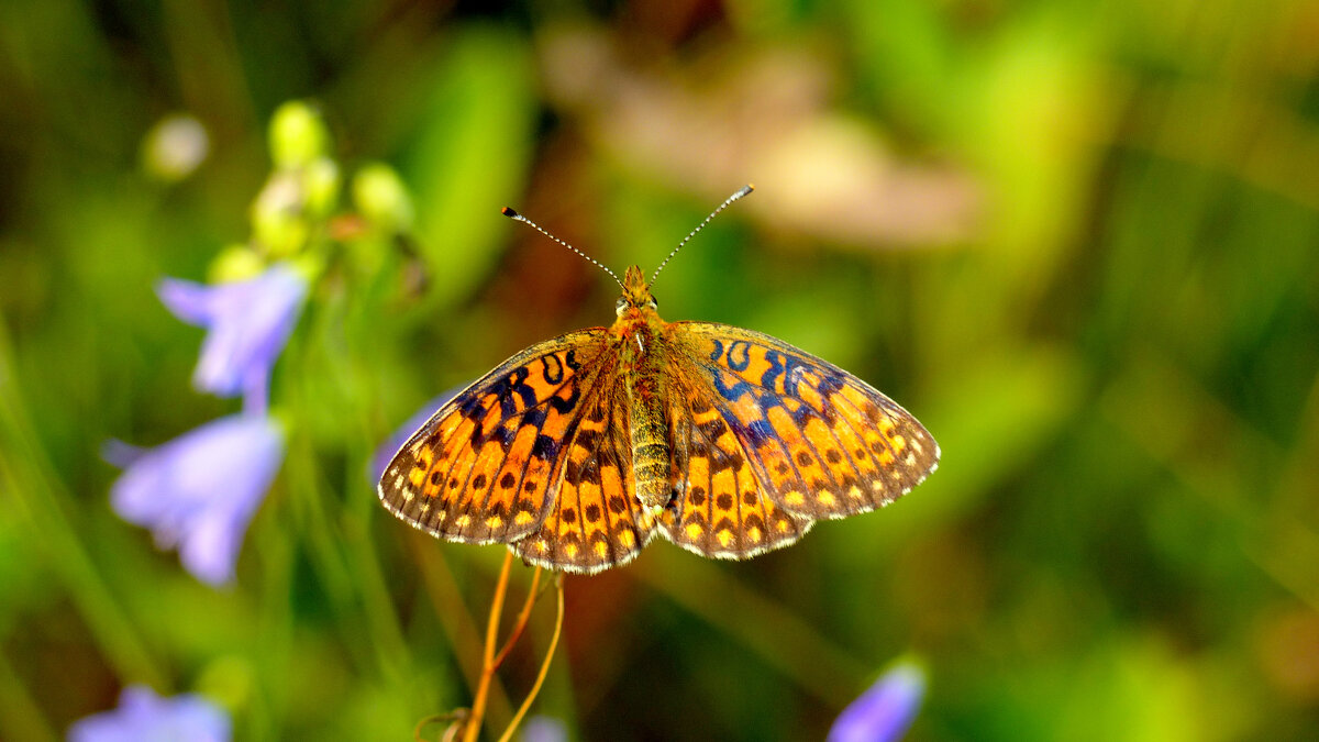 опять про бабочек 355 - Александр Прокудин