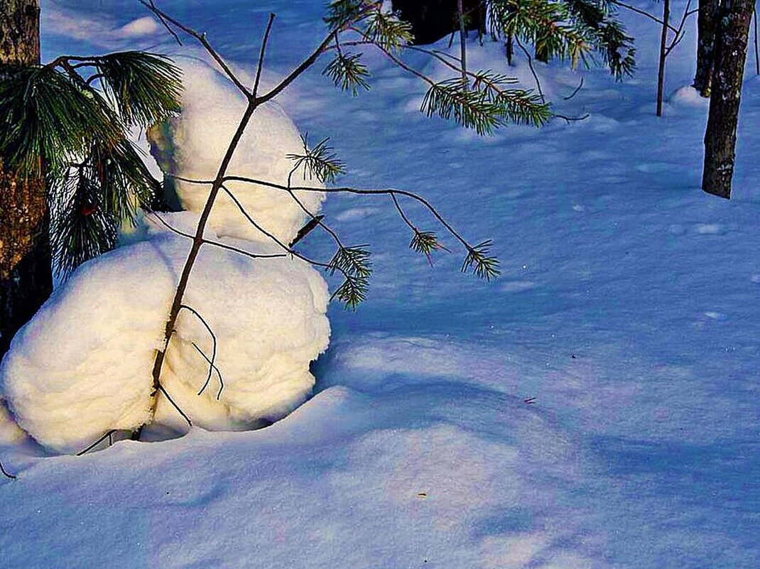 Февраль...Снежный заяц в тайге - Владимир 