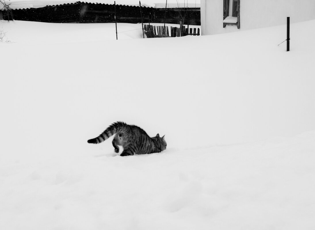 Der grosse Weg - Maria Rainer