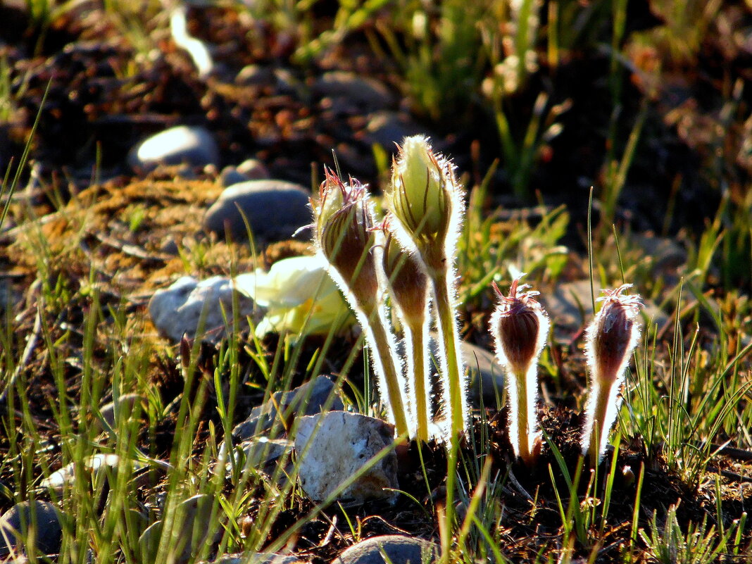 Вестники весны. - nadyasilyuk Вознюк Вестники весны. - nadyasilyuk Вознюк