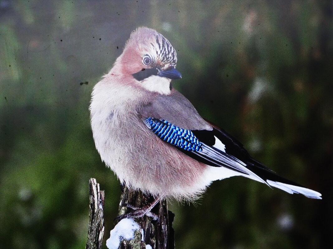Красавица сойка - Людмила Смородинская Красавица сойка - Людмила Смородинская