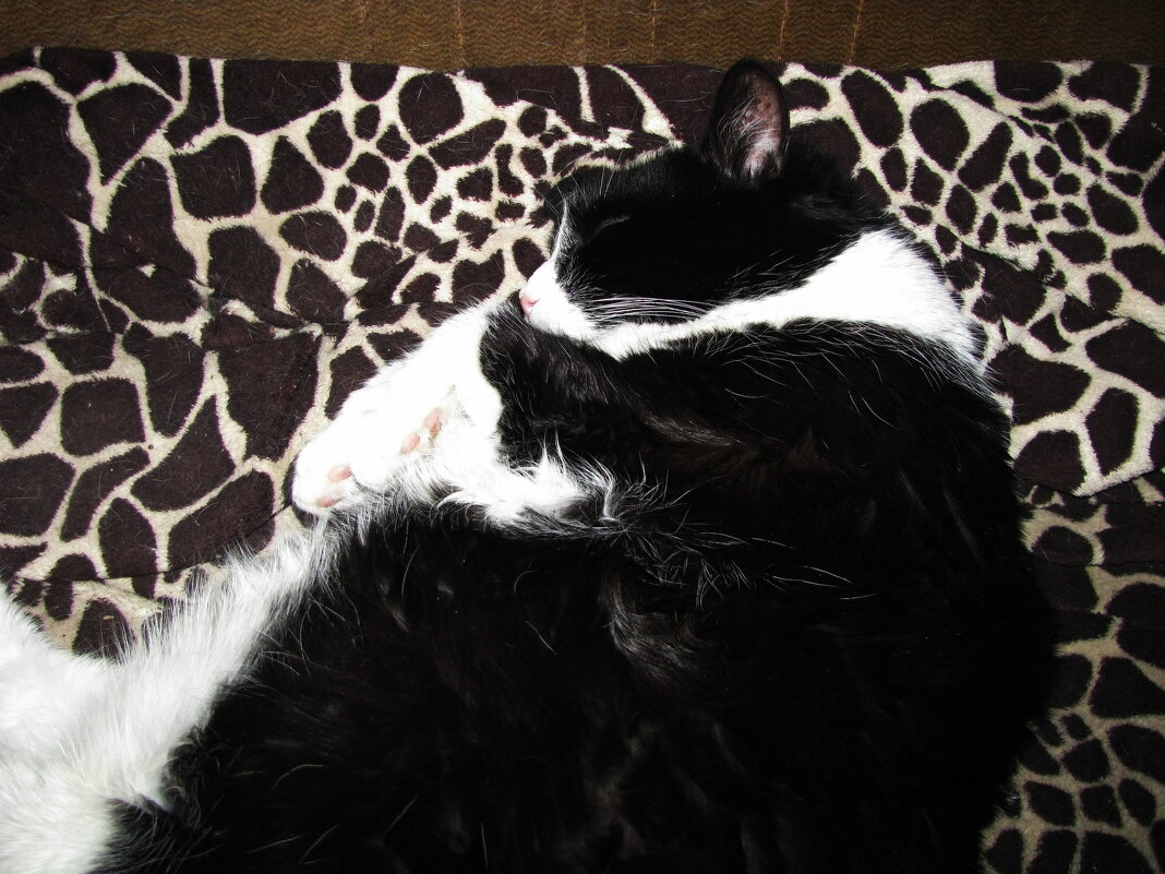 Сладкий сон - Людмила Смородинская