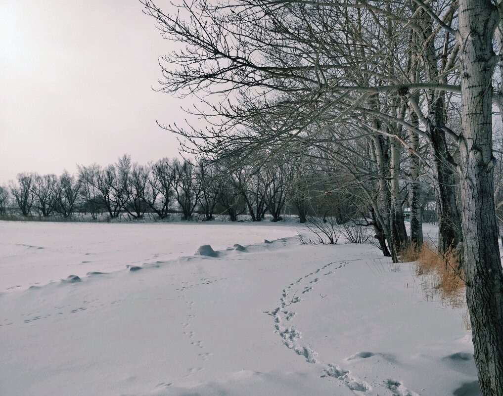 Следы на снегу - Андрей Хлопонин Следы на снегу - Андрей Хлопонин