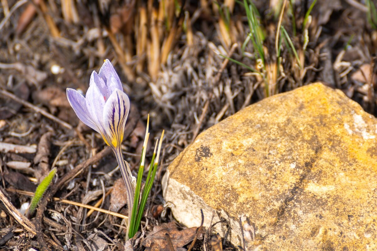Крокус или шафран - Игорь Сикорский Крокус или шафран - Игорь Сикорский