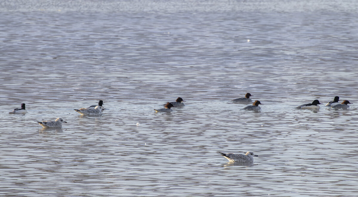 крокали - юрий макаров