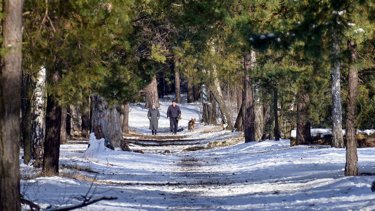 Прогулки по зимнему лесу - Alexandеr P