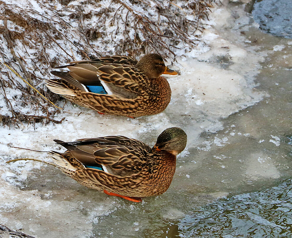 Парочка красавиц - Светлана Парочка красавиц - Светлана
