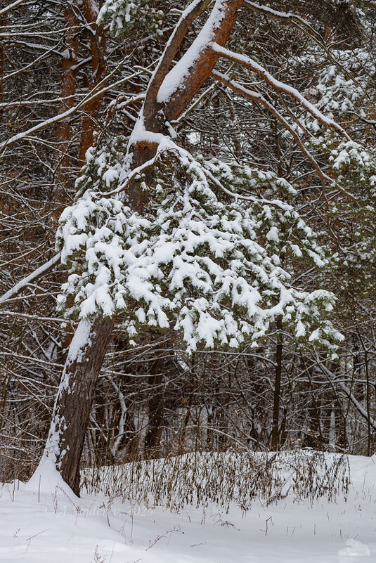 Сосна зимой - Александр Синдерёв
