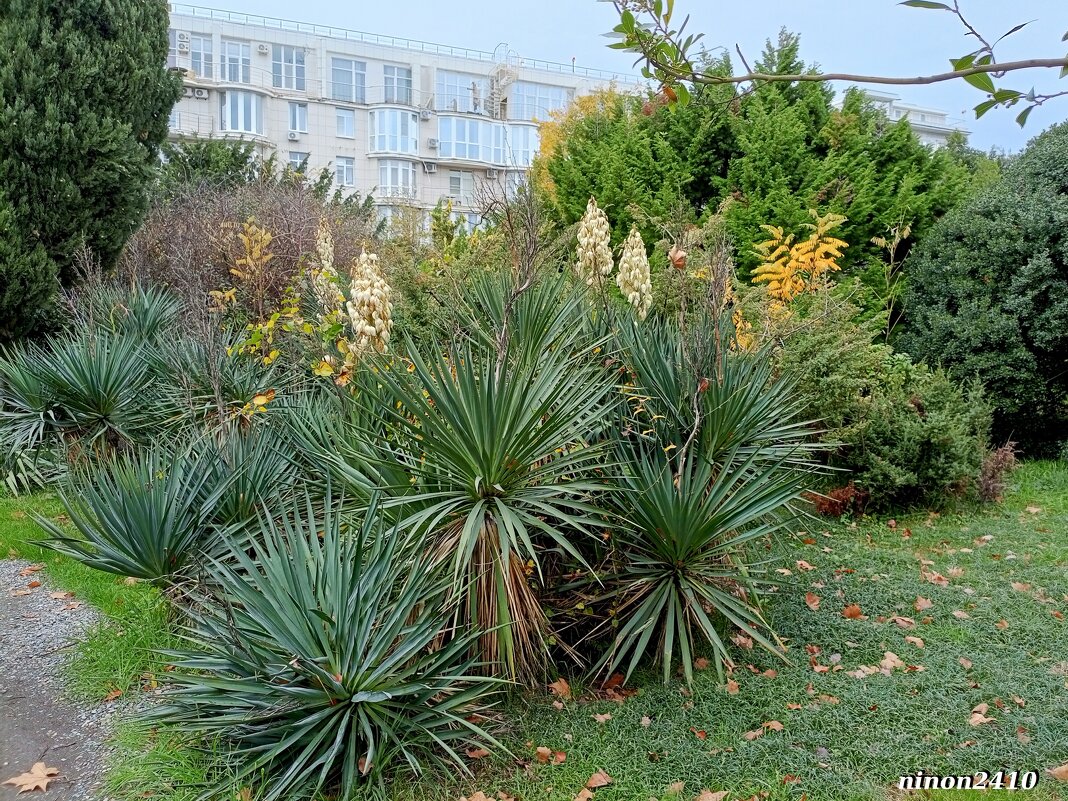 Адлер. Дендропарк "Южные культуры" - Нина Бутко Адлер. Дендропарк "Южные культуры" - Нина Бутко