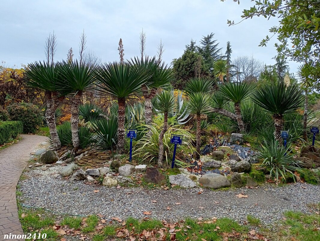 Адлер. Дендропарк "Южные культуры" - Нина Бутко Адлер. Дендропарк "Южные культуры" - Нина Бутко