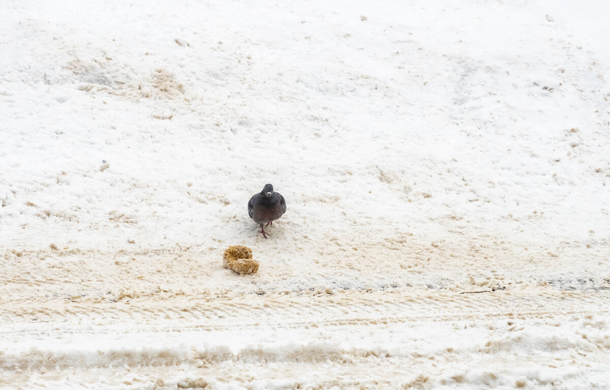 Не сыр конечно, но тоже повезло ... - Игорь Николаев