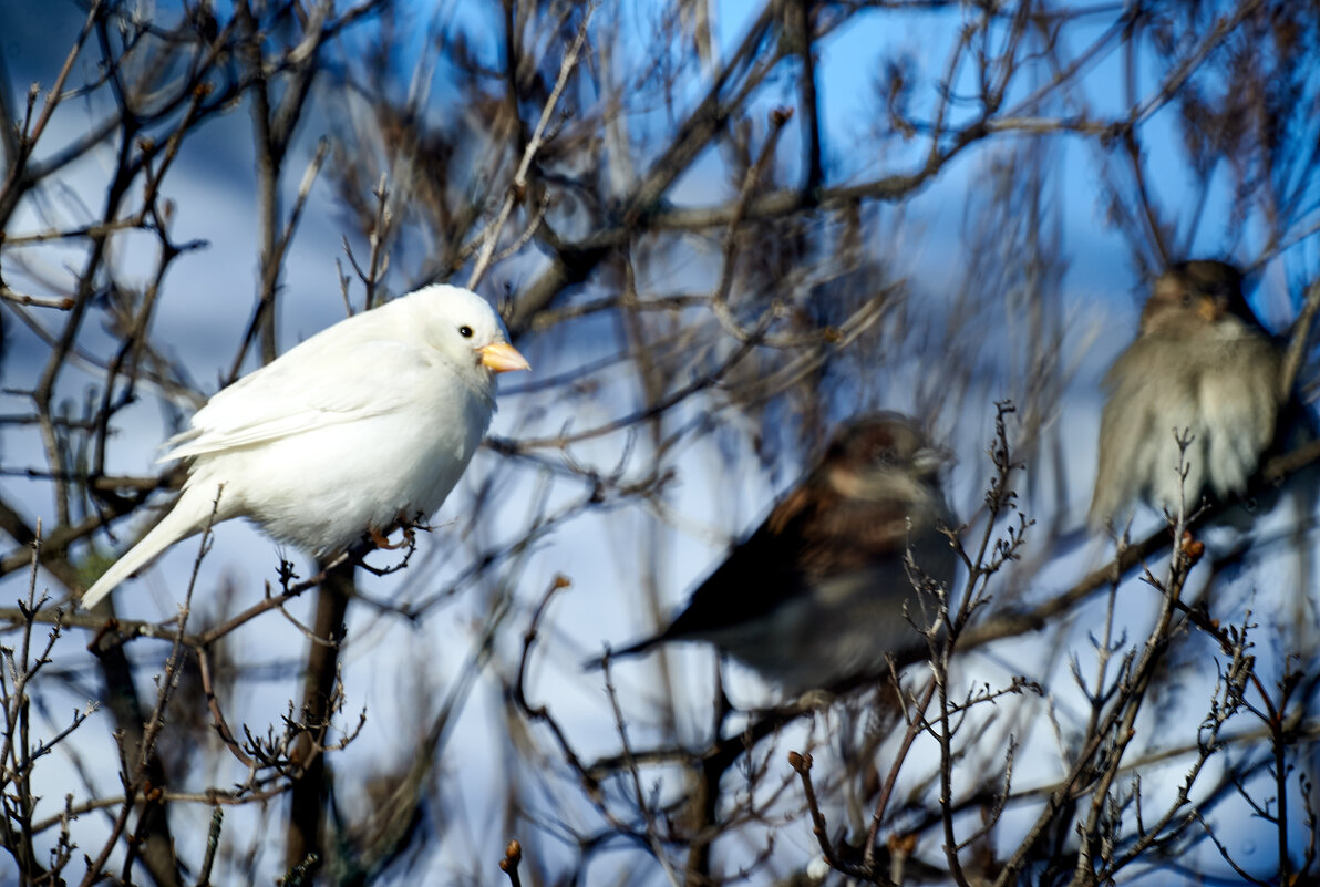 Белый воробей(Город Белгород) - Александр Леонов