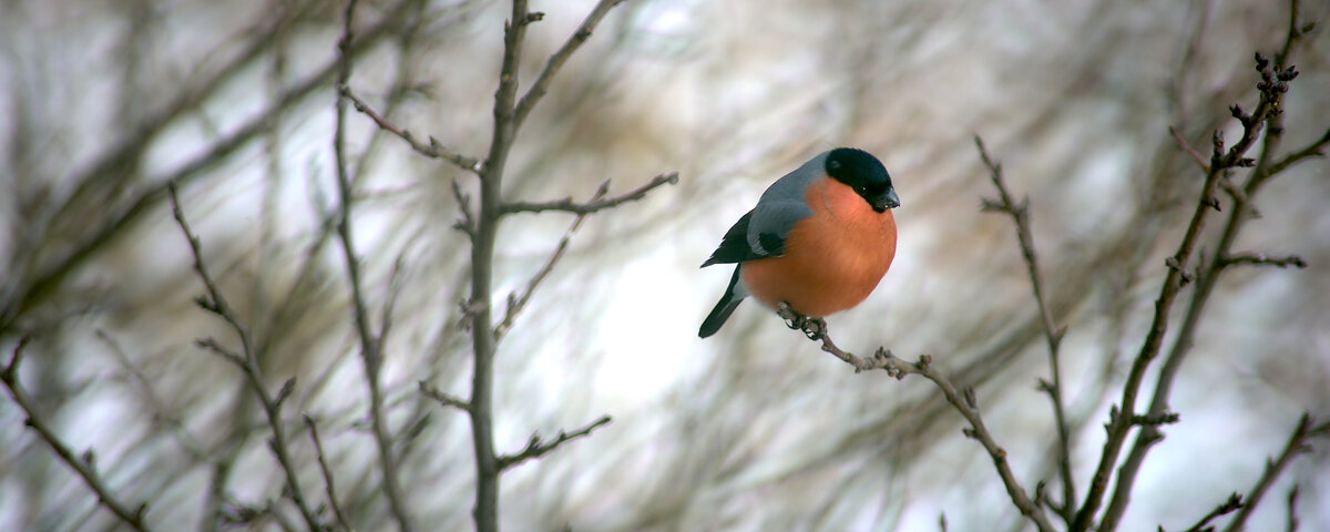 Снегирь - Sergey Gorelov