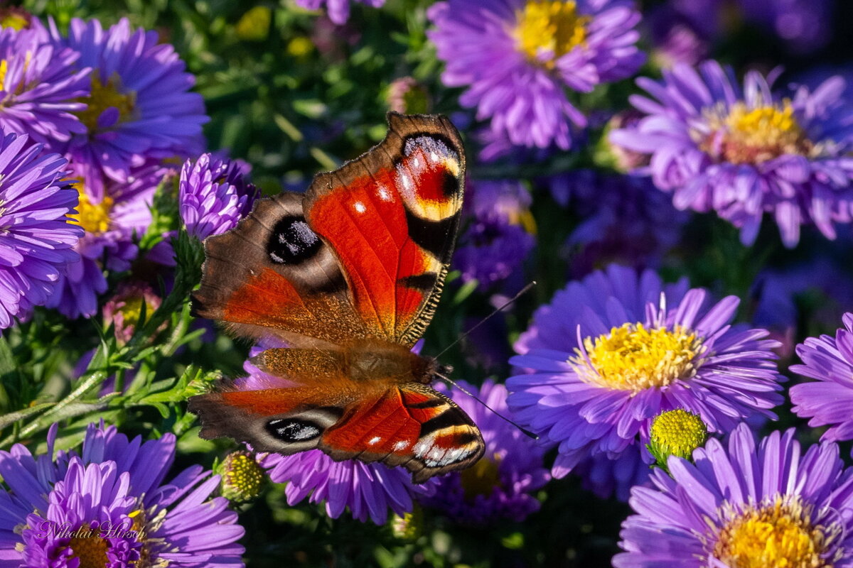Павлиний глаз на трапезе... - Николай Гирш Павлиний глаз на трапезе... - Николай Гирш