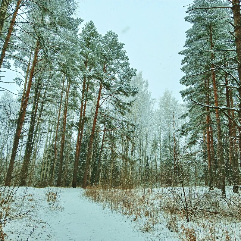 снег сосны - Владимир снег сосны - Владимир