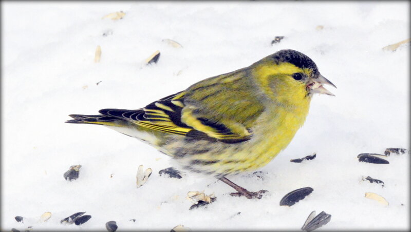 Чижикова, подруга чижика - Сергей Чижикова, подруга чижика - Сергей