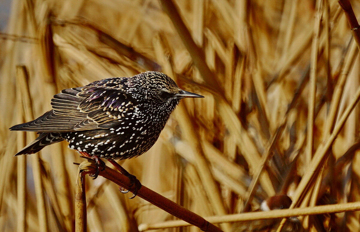 * - Николай Саржанов * - Николай Саржанов
