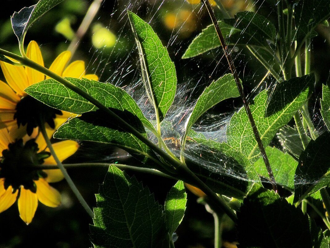 Желтые цветы - Роман Савоцкий Желтые цветы - Роман Савоцкий