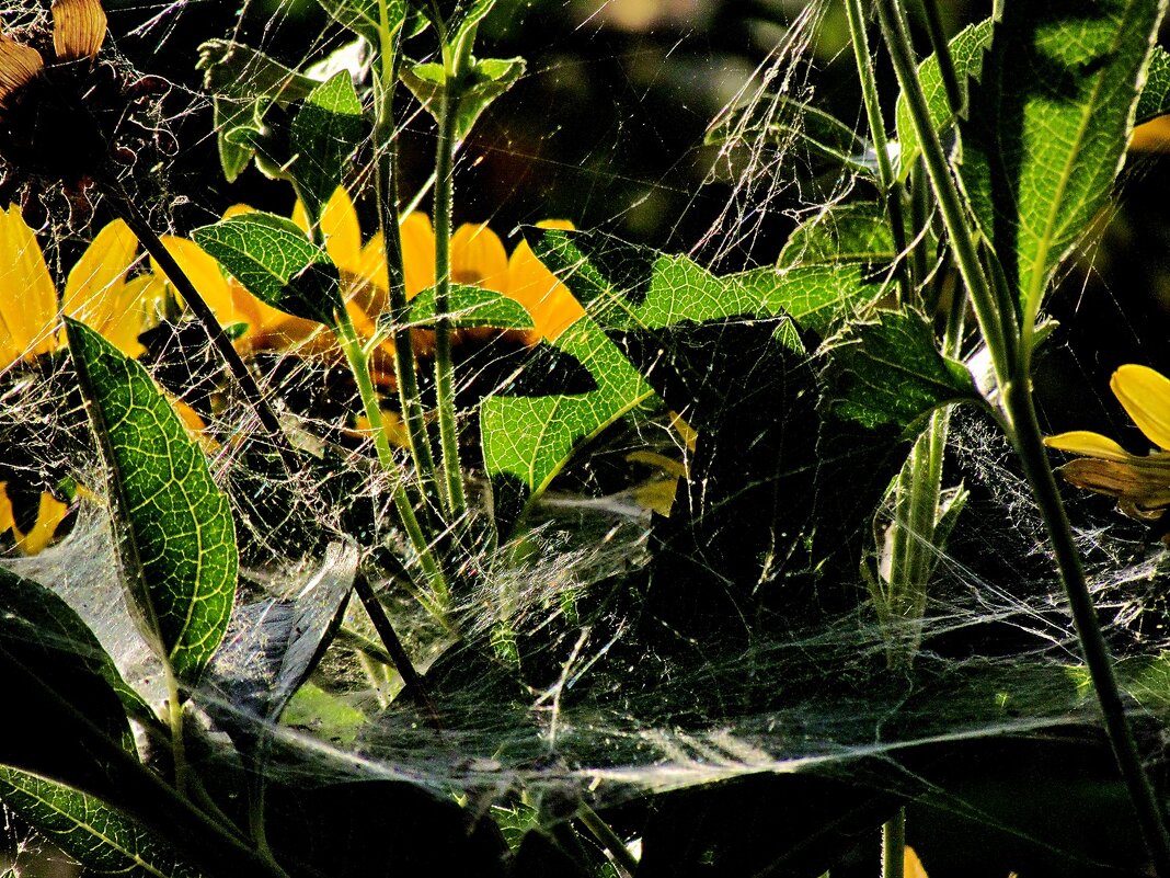 Желтые цветы - Роман Савоцкий