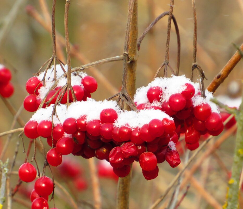 Украсилась снегом - Андрей Снегерёв