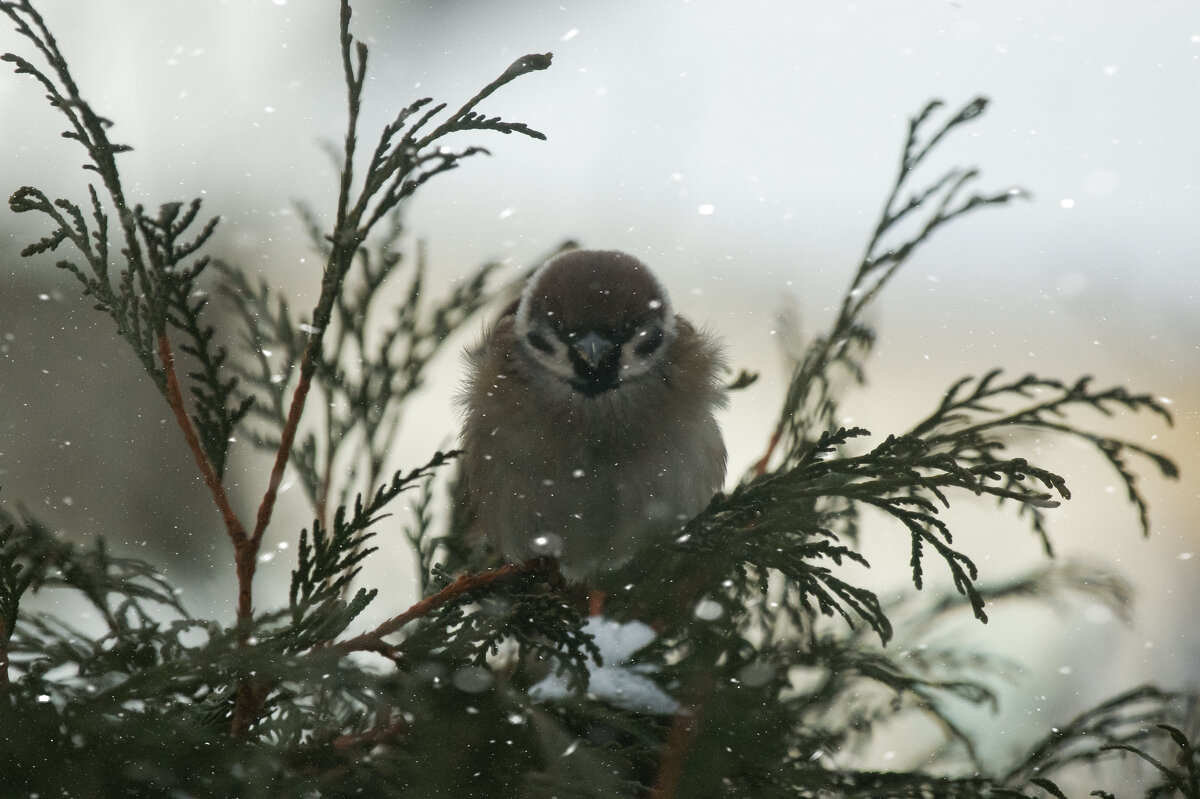 Холодно - Светлана Карнаух Холодно - Светлана Карнаух