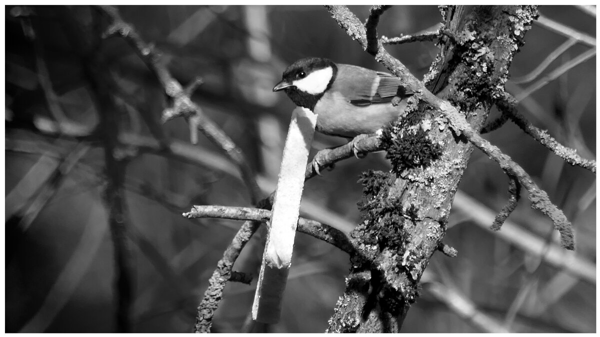 Синички (не будем забывать о кормушках)...сделайте кормушку для птиц. - "The Natural World" Александер Синички (не будем забывать о кормушках)...сделайте кормушку для птиц. - "The Natural World" Александер