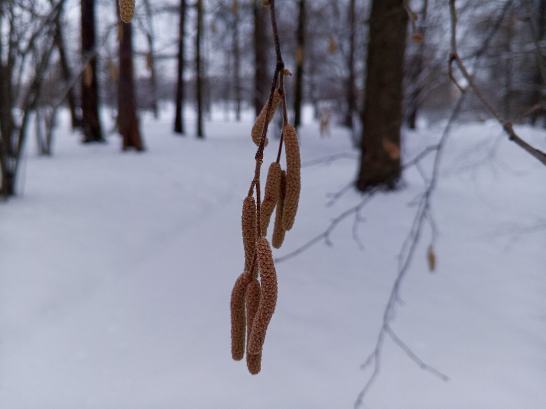 Орешник - Сапсан Орешник - Сапсан