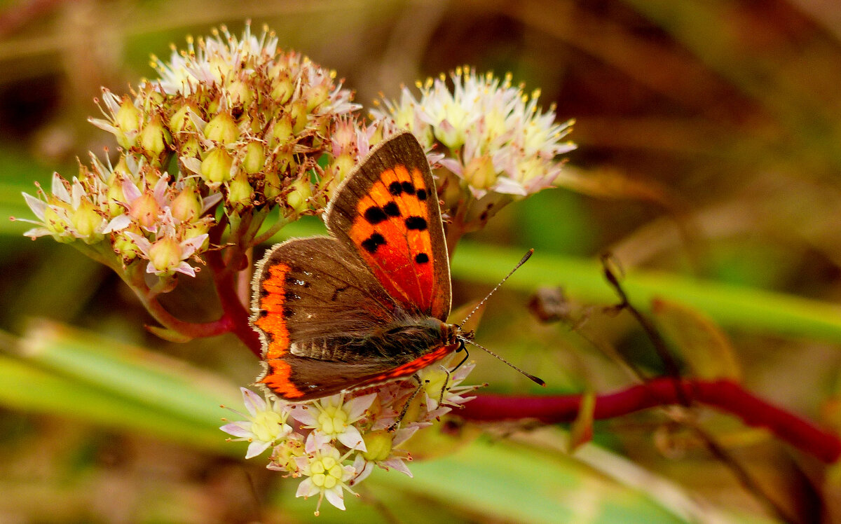 опять про бабочек 358 - Александр Прокудин опять про бабочек 358 - Александр Прокудин