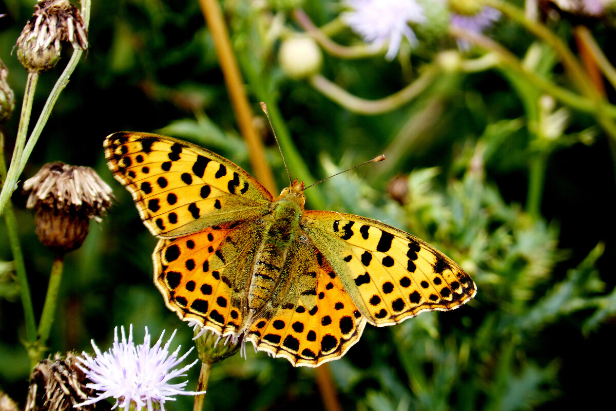 опять про бабочек 360 - Александр Прокудин опять про бабочек 360 - Александр Прокудин
