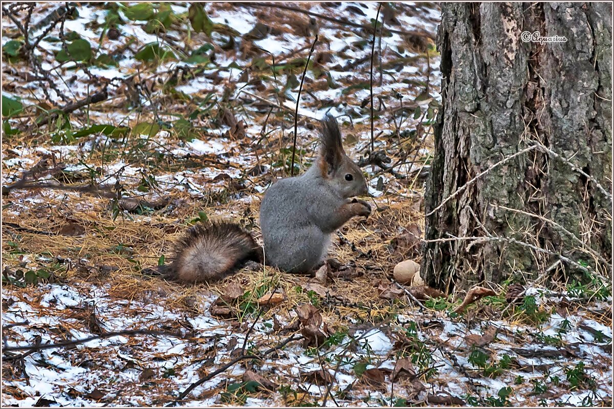 Начну с кедровых... - Aquarius - Сергей Начну с кедровых... - Aquarius - Сергей