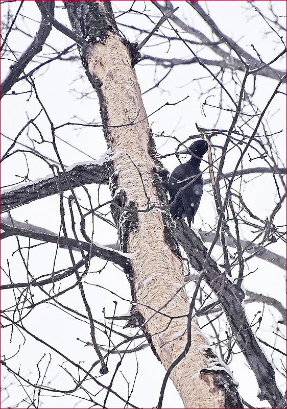 А где же шапочка?! - Валентина Нефёдова А где же шапочка?! - Валентина Нефёдова