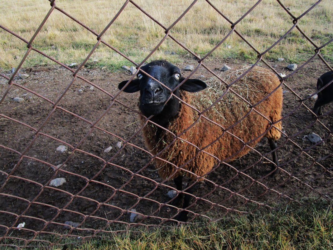 Висим - Елена Шаламова