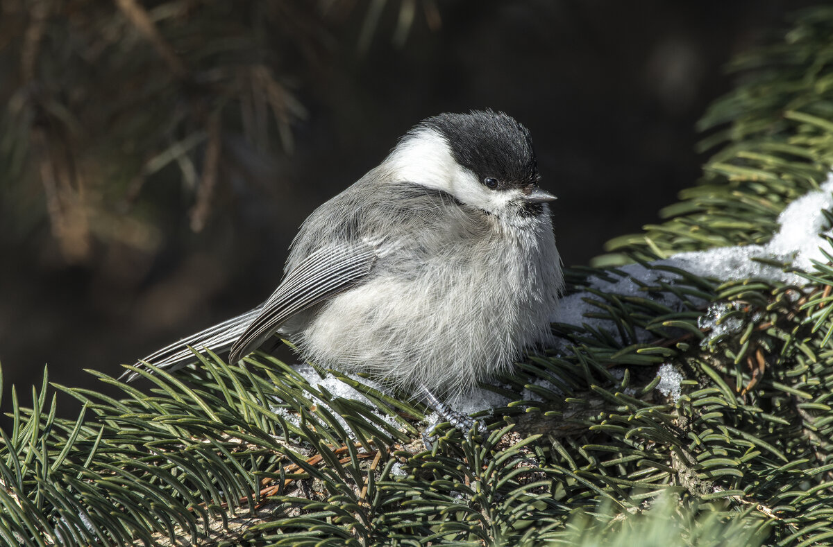 пухляк - юрий макаров