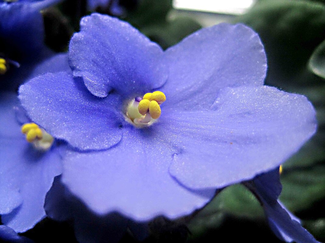 Фиалка - Елена Семигина Фиалка - Елена Семигина