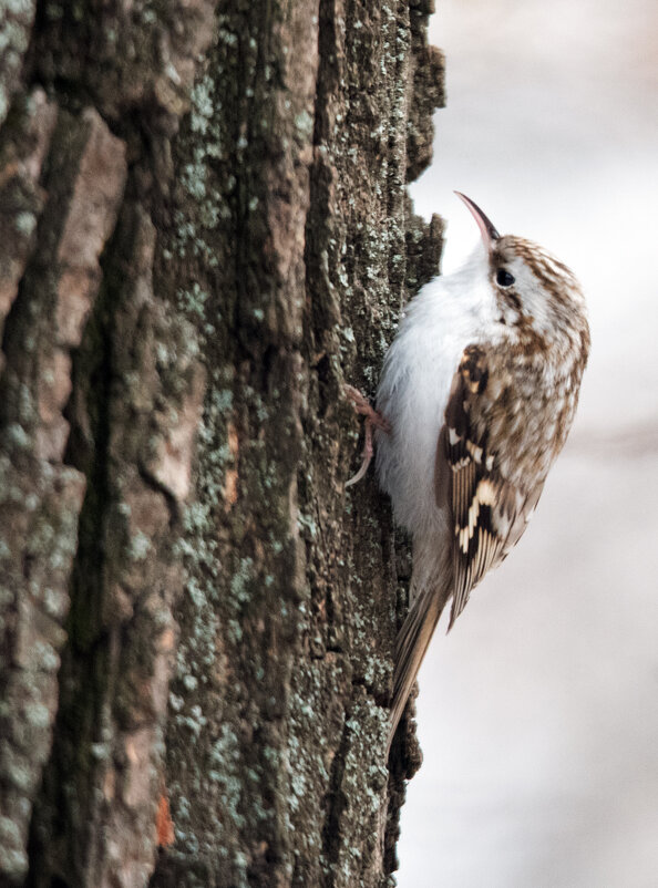 Пищуха. - Владимир Безбородов