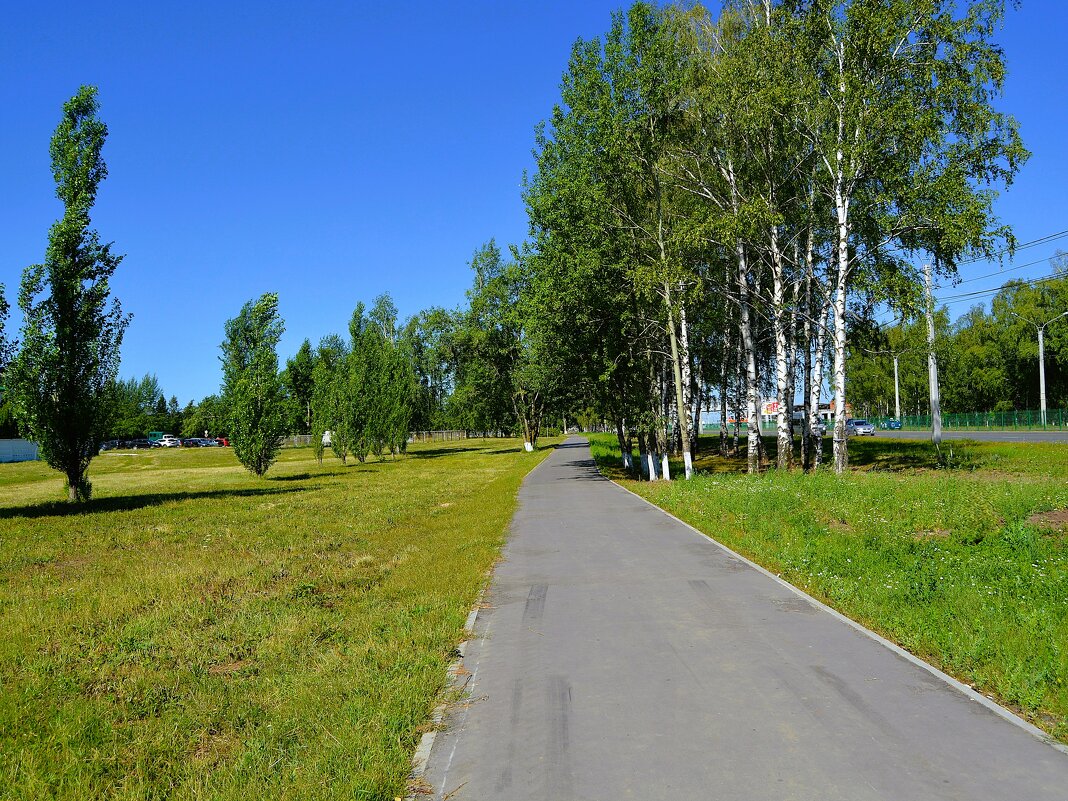 Чебоксары. Берёзки у Марпосадского шоссе летом. - Пётр Чернега Чебоксары. Берёзки у Марпосадского шоссе летом. - Пётр Чернега