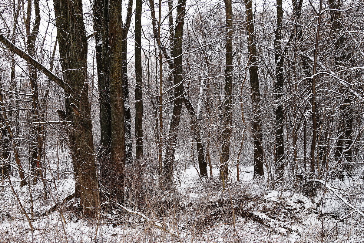 Бесцветный, неприметный февраль - Рита Симонова Бесцветный, неприметный февраль - Рита Симонова