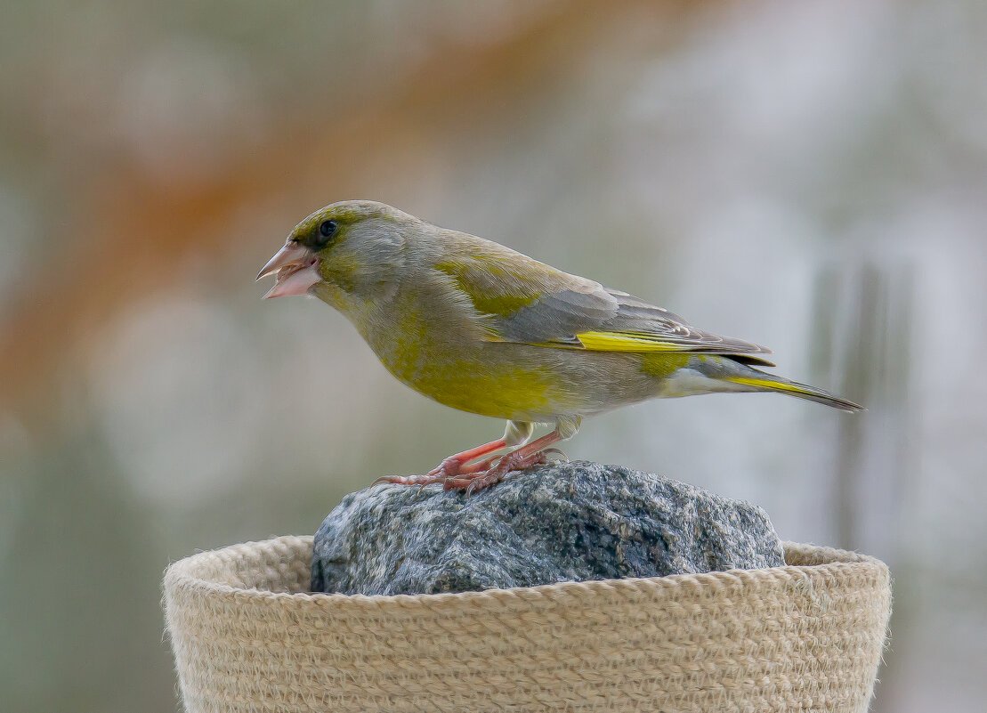 Зеленушка. - Sergey (Apg) Зеленушка. - Sergey (Apg)