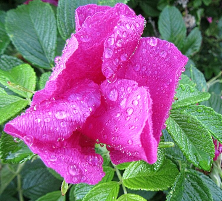 Шиповник с дождинками... - Галина Кузьмина Шиповник с дождинками... - Галина Кузьмина