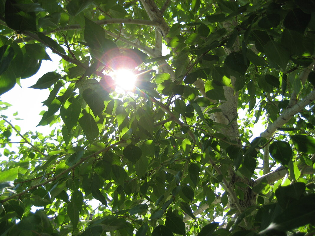 Тополь - Anna Ivanova